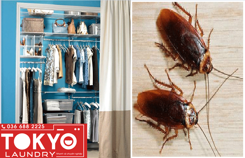 giặt khô quần aaso tránh côn trùng