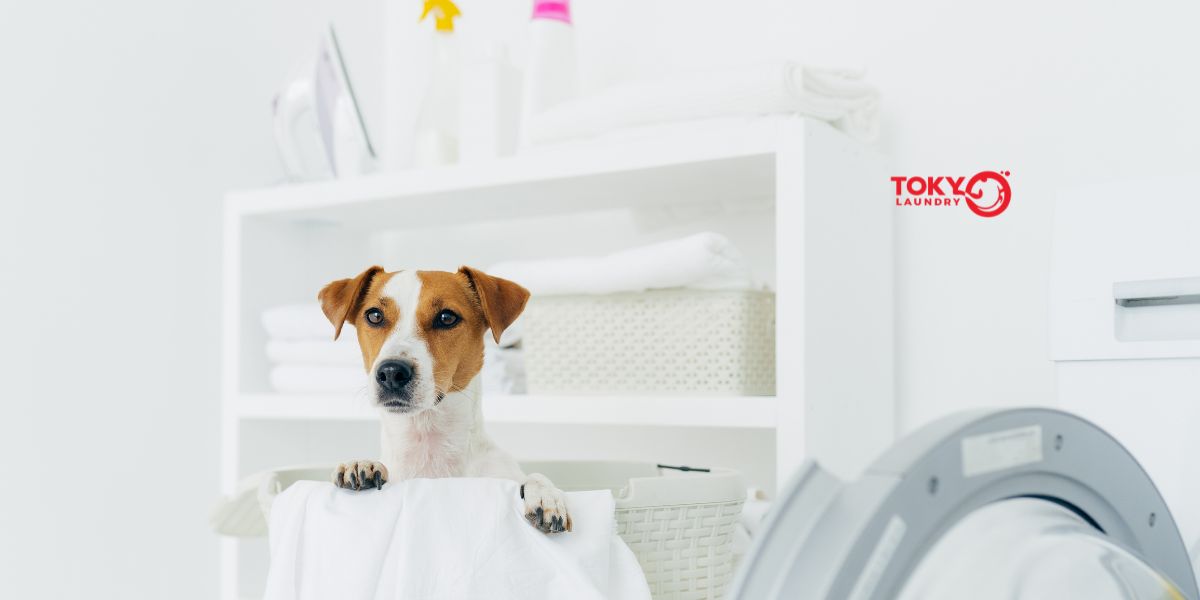 Giặt đồ gần đây Dương Văn Bé hữu ích